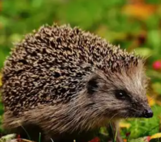 Ariciul  ca simbol in spiritualitate