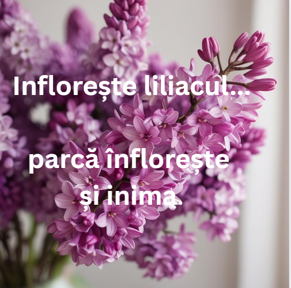 🌸 Liliacul – floare de suflet, floare de dor 💜