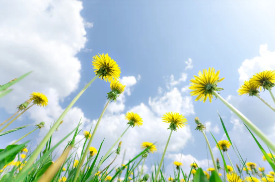 Păpădia – floarea care „zboară” după moarte… + Meditație ghidată – „Suflarea păpădiei“